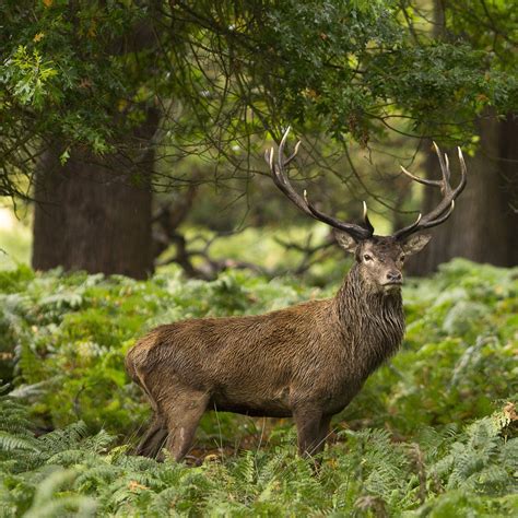 wild animals in the forest.